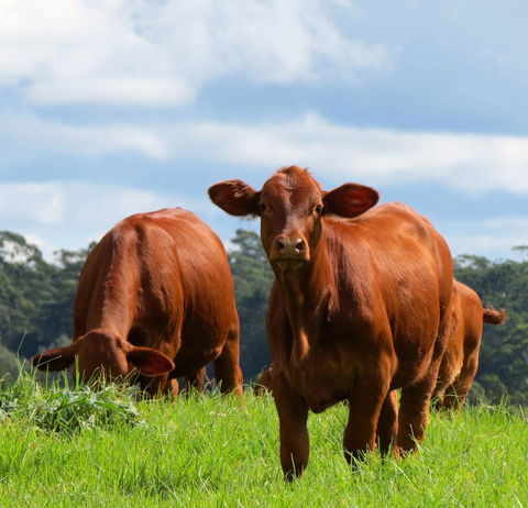 Maleny Springs Farm - Darwin Holiday 24