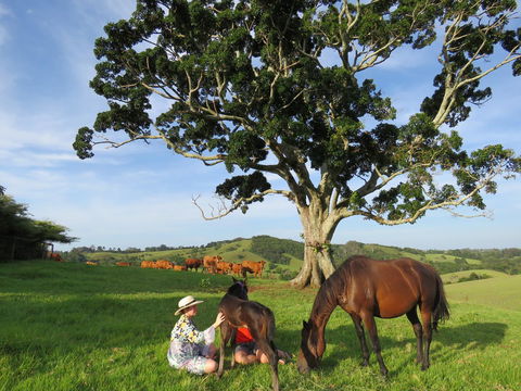 Maleny Springs Farm - Darwin Holiday 5