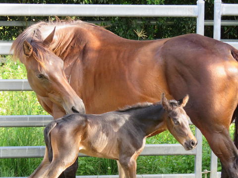 Maleny Springs Farm - Darwin Holiday 18