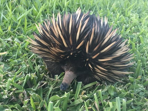 Maleny Springs Farm - Darwin Holiday 23