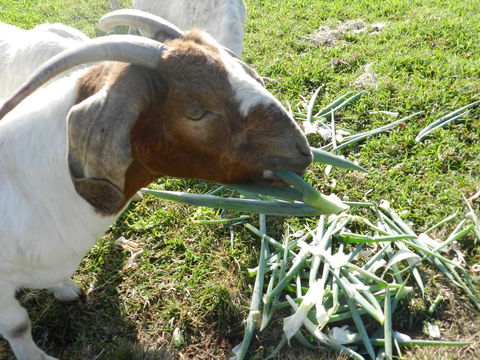 Hay Point Country BnB - Darwin Holiday 15
