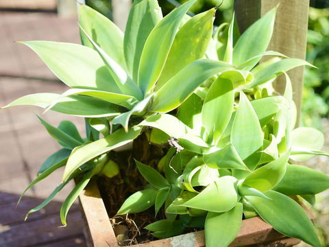 Apple Tree Cottage Montville - Darwin Holiday 13