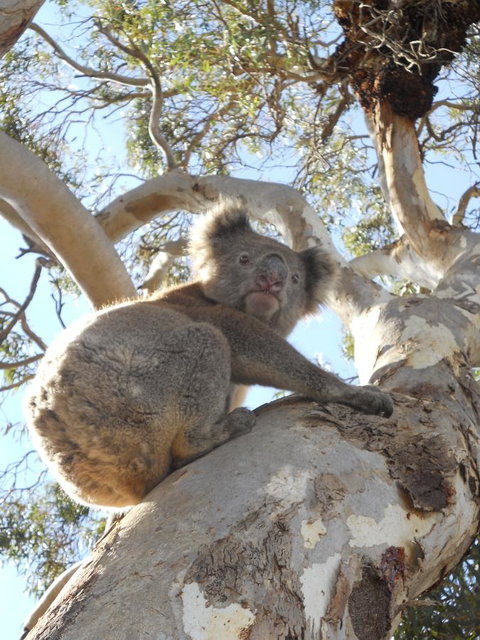 Waves & Wildlife Cottages Kangaroo Island - Darwin Holiday 23