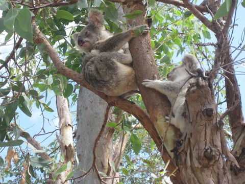 Magnetic Island Bed And Breakfast - Darwin Holiday 17