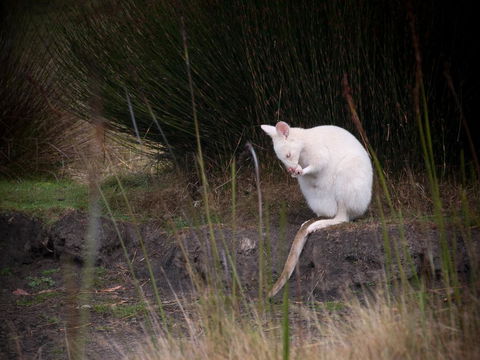 Parnella Adventure Bay, Bruny Island - Darwin Holiday 18