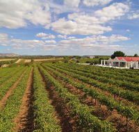 1837 Barossa Luxury Vineyard Cottages - Darwin Holiday