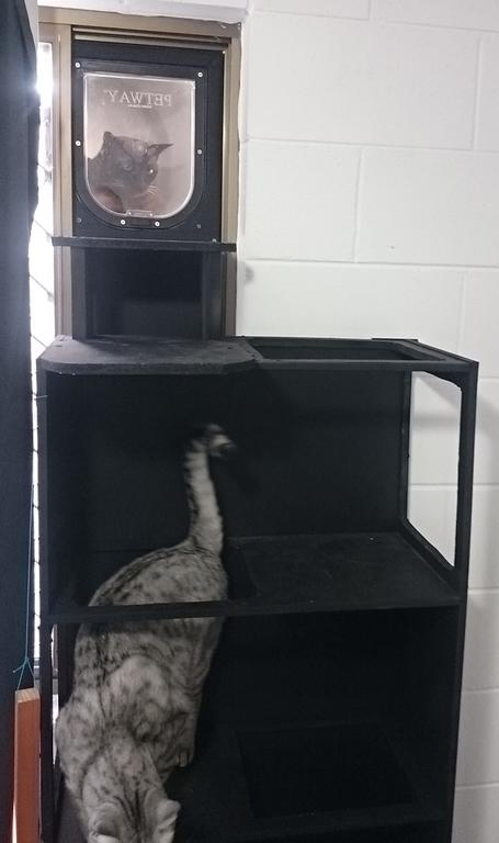 2-29 Rumbalara Avenue - Rainbow Beach, Bring Your Dog Or Your Cat Or Bring Both, Free Wi-Fi - Darwin Holiday 3