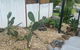 Bee Cottage - thumb 1