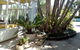 Belairberry - thumb 1