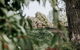 Belmont Homestead - thumb 3