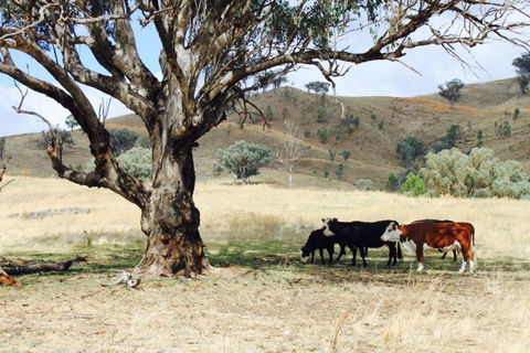 Canguri Boutique - A Memorable Farmstay Near Mudgee - Darwin Holiday 4