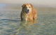 Casa Carinho, 24 Wallawa Rd - Spectacular Water Views, Pet Friendly, Air Con And Wi-Fi - thumb 1