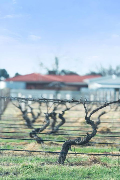 Crimson Ridge - Wines, Vines And Dine - Darwin Holiday 1