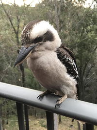 Book Tallebudgera Accommodation Vacations Darwin Holiday Darwin Holiday