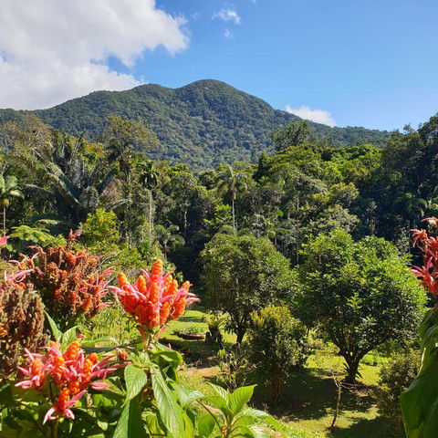 A Daintree Garden - Darwin Holiday 3