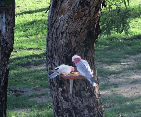 A Stanthorpe Getaway - Darwin Holiday 2
