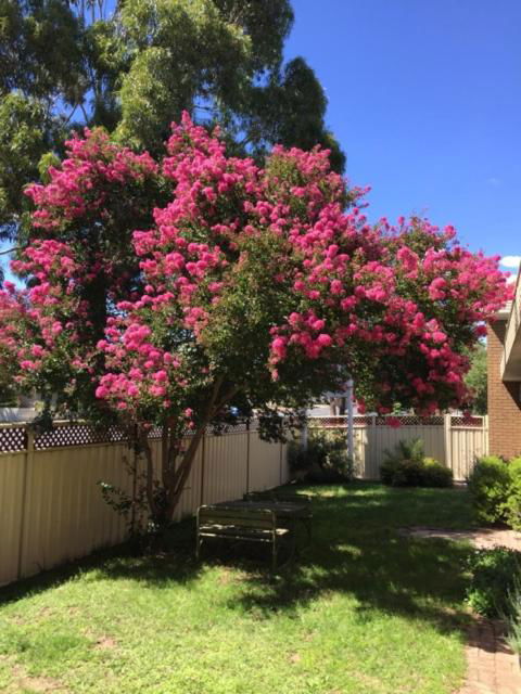 Eaglehawk Motel Bendigo - Darwin Holiday 4