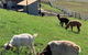 Farm Stay Beautiful Country Home - thumb 0