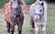 Farm Stay MAPLE Cottage At Wilindi Estate - thumb 0