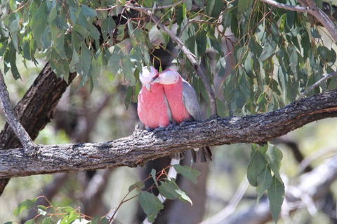 Glenaven Country Escape - Darwin Holiday 4