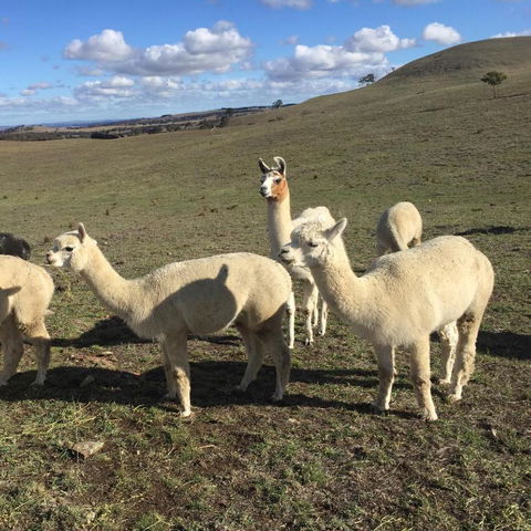 GOULBURN ALPACA FARM STAY - Darwin Holiday 0