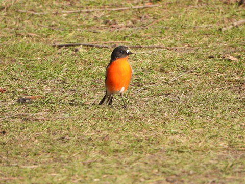 Gulkula2 Wildlife Retreat - Darwin Holiday 1