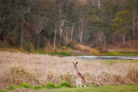 MN Happy Nest By Tiny Away - Darwin Holiday 2