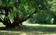 Montrose Manor Of Healing - thumb 1
