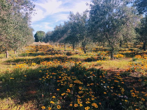 Olive Grove Retreat 1 By Tiny Away - Darwin Holiday 3