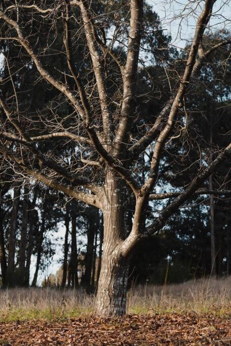 Peony Farm Green Cottage - Darwin Holiday 1