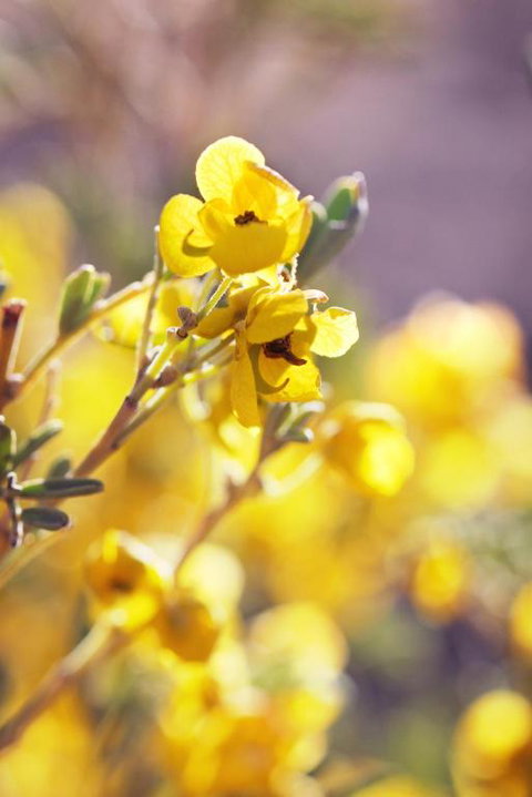 Pichi Richi Park - Darwin Holiday 2