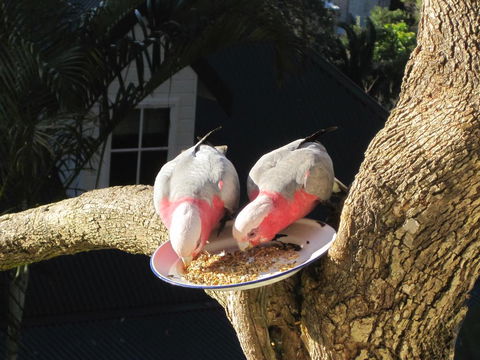 Avoca Breezes - Darwin Holiday 2