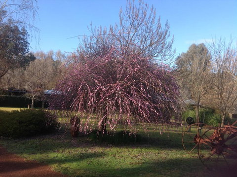 Balingup Jalbrook Cottages - Darwin Holiday 1