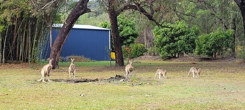 Roo Or 2 On Streeter - Darwin Holiday 0