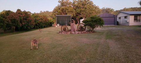 Roo Or 2 On Streeter - Darwin Holiday 2