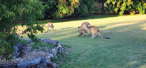 Roo Or 2 On Streeter - Darwin Holiday 3