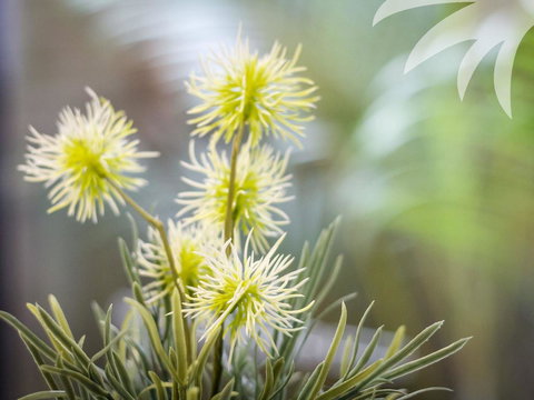 Bessou - Darwin Holiday 0