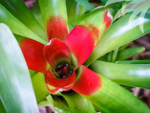 Bessou - Darwin Holiday 2