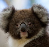 Bimbi Park - Camping Under Koalas - Darwin Holiday