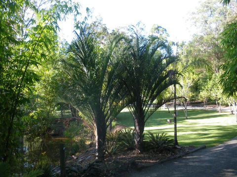 BoBRENE On Tamborine Nude Retreat - Quaint Cottage - Darwin Holiday 2