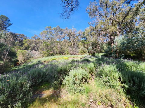 The Lavender Patch - Darwin Holiday 3