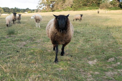 Waterfront Tiny Home In FarmStay - Darwin Holiday 3