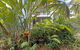 Where Enchanted Garden Meets Tropical Paradise - thumb 2