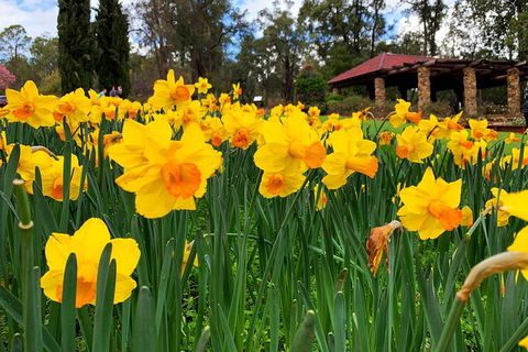 Spring Wildflower (Private) Day Tours - Darwin Holiday 1