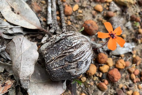 Spring Wildflower (Private) Day Tours - Darwin Holiday 5
