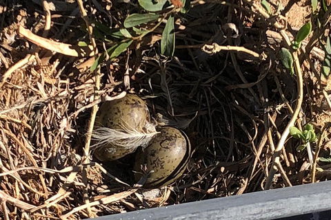 Penguin Island And Fremantle - Canoe, Chocolate & Coffee - Darwin Holiday 3