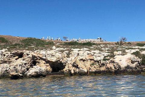 Penguin Island And Fremantle - Canoe, Chocolate & Coffee - Darwin Holiday 5