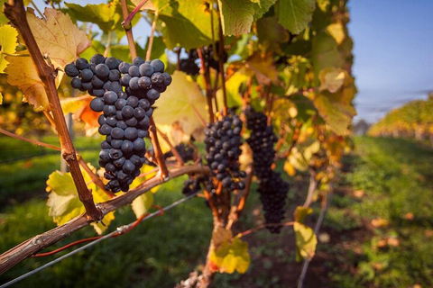 Full Day Tamar Valley Wine Tour - Darwin Holiday 0