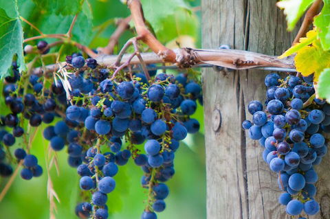 Mornington Peninsula Tour Inc Chairlift,beach Boxes,lunch,choc Tasting And More - Darwin Holiday 4