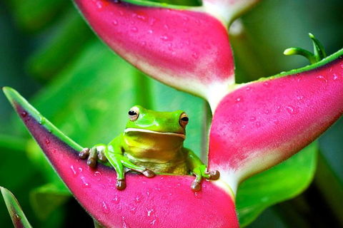 3-Day Best Of Cairns Combo: The Daintree Rainforest, Great Barrier Reef, And Kuranda - Darwin Holiday 0